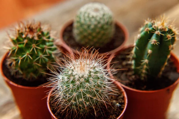 Farklı kaktüs ahşap arka plan üzerinde düz ahşap süs bitki üstten görünüm yatıyordu. Natürmort doğal üç kaktüs bitkileri Vintage ahşap arka plan doku