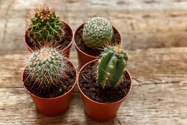 Farklı kaktüs ahşap arka plan üzerinde düz ahşap süs bitki üstten görünüm yatıyordu. Natürmort doğal üç kaktüs bitkileri Vintage ahşap arka plan doku