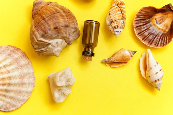 Tropikal arka plan. Deniz kabuklarını ve cam şişe sarı renkli şık modern moda arka plan üzerinde. Tatil seyahat yaz hafta sonu deniz macera seyahat kavramı