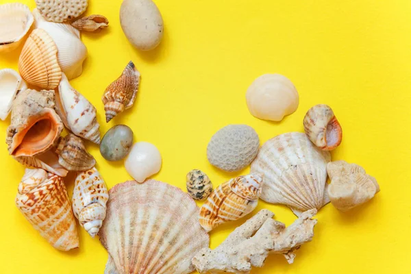 Tropikal arka plan. Sarı renkli şık modern moda arka plan üzerinde deniz kabuklarını. Tatil seyahat yaz hafta sonu deniz macera seyahat kavramı