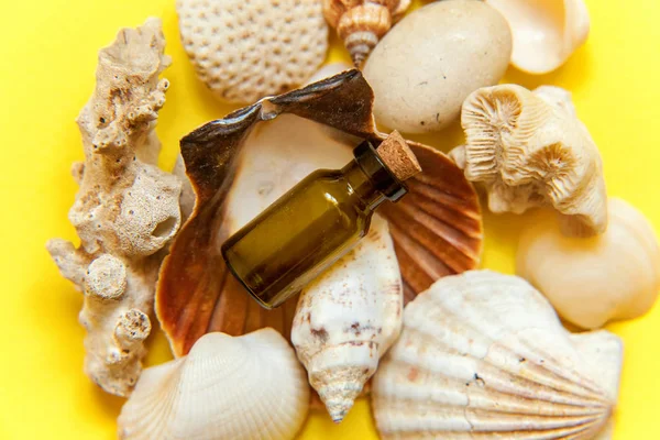 Tropikal arka plan. Deniz kabuklarını ve cam şişe sarı renkli şık modern moda arka plan üzerinde. Tatil seyahat yaz hafta sonu deniz macera seyahat kavramı