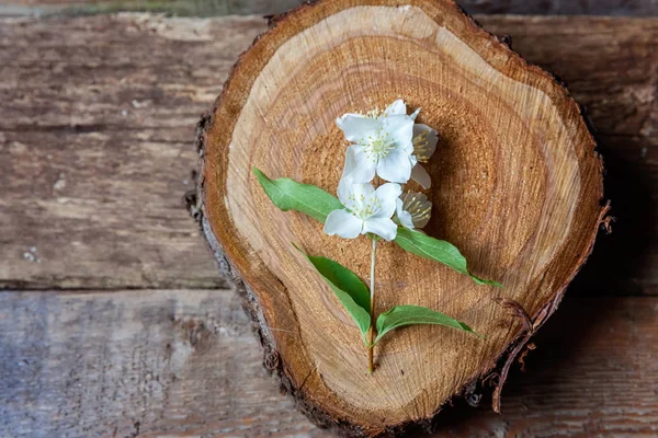 Yasemin kahverengi eski ahşap arka plan ve metin için yer beyaz çiçekler
