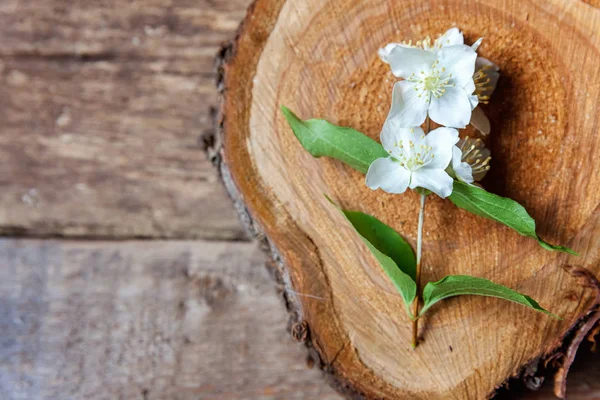 Yasemin kahverengi eski ahşap arka plan ve metin için yer beyaz çiçekler