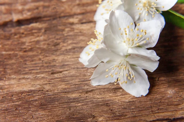 Yasemin üzerinde kahverengi eski püskü rustik ahşap arka plan bakış beyaz çiçekler
