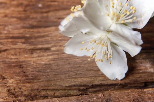 Yasemin üzerinde kahverengi eski püskü rustik ahşap arka plan bakış beyaz çiçekler
