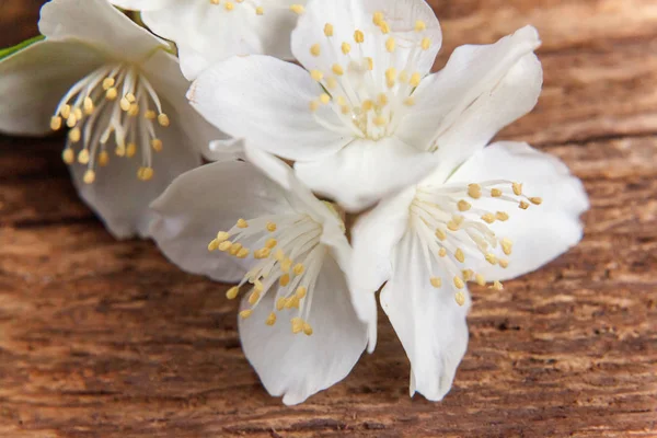 White Flowers Jasmine Brown Old Shabby Rustic Wooden Background Closeup — Stock Photo, Image