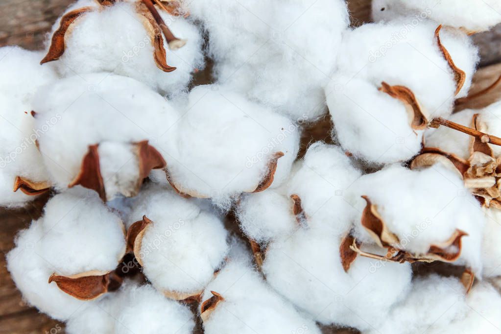 Beautiful white cotton flowers on rustic old vintage wooden flat lay background. Fabric cloth softness natural organic farm allergy concept