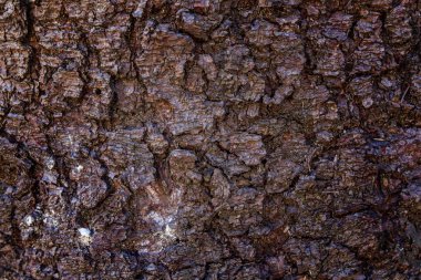 Ağaç kabuğu doku soyut. Doğal ahşap arka plan.