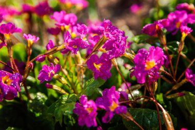 Pembe çiçekli çuha çiçeği Primula. İlham verici doğal çiçek bahar ya da yaz çiçek Bahçe veya park yumuşak güneş ışığı ve bulanık bokeh arka plan altında. Renkli çiçek açan ekoloji doğa manzara
