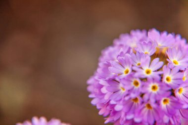 Mor çiçekli çuha çiçeği Primula. İlham verici doğal çiçek bahar ya da yaz çiçek Bahçe veya park yumuşak güneş ışığı ve bulanık bokeh arka plan altında. Renkli çiçek açan ekoloji doğa manzara