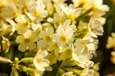 Çuha çiçeği - Primula vulgaris küçük kayalar yaprakları çöp arasında sarı çiçekli bahar bitki veya bahçe Yaz