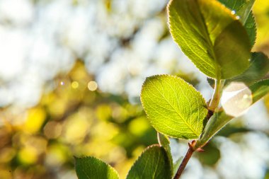 Closeup doğa bulanık yeşil bahar üzerinde güneşte parlayan yeşil yaprakların görüntüleyin veya bahçe veya park kopya alanı ile arka planda yaz. Doğal yeşil bitkilerin ekoloji taze duvar kağıdı kavramı manzara