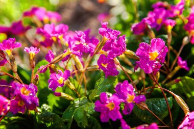 Pembe çiçekli çuha çiçeği Primula. İlham verici doğal çiçek bahar ya da yaz çiçek Bahçe veya park yumuşak güneş ışığı ve bulanık bokeh arka plan altında. Renkli çiçek açan ekoloji doğa manzara