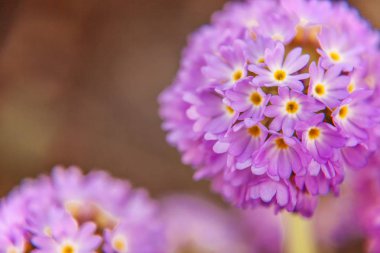 Mor çiçekli çuha çiçeği Primula. İlham verici doğal çiçek bahar ya da yaz çiçek Bahçe veya park yumuşak güneş ışığı ve bulanık bokeh arka plan altında. Renkli çiçek açan ekoloji doğa manzara