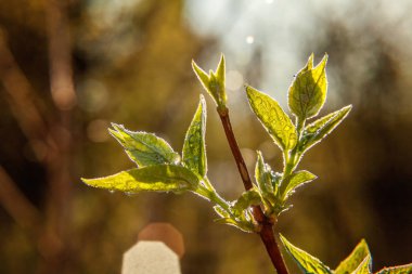 Damla yağmur suyu yeşil yaprakları güneşte parlıyor. İlham verici doğal çiçek bahar ya da yaz bahçe veya park yumuşak güneş ışığı ve bulanık bokeh arka plan altında. Ekoloji taze doğa manzara duvar kağıdı