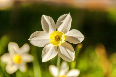 Çiçek açan nergis nergis. Çiçek yatak jonquils bulanık bokeh arka plan ile. İlham verici doğal çiçek bahar ya da yaz çiçek Bahçe veya park. Renkli çiçek açan ekoloji doğa manzara