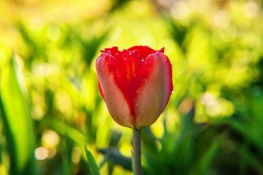 Çiçek tomurcukları için çiçek kırmızı lale Başlat. İlham verici doğal çiçek bahar ya da yaz çiçek Bahçe veya park yumuşak güneş ışığı ve bulanık bokeh arka plan altında. Renkli çiçek açan ekoloji doğa manzara