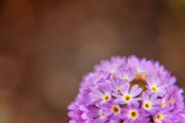 Mor çiçekli çuha çiçeği Primula. İlham verici doğal çiçek bahar ya da yaz çiçek Bahçe veya park yumuşak güneş ışığı ve bulanık bokeh arka plan altında. Renkli çiçek açan ekoloji doğa manzara