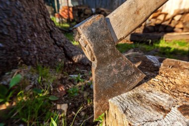 Baltayı güdük bir bıçakla bıçaklanmış. Ahşap sapı ile ax.