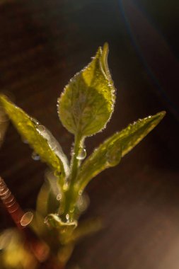 Damla yağmur suyu yeşil yaprakları güneşte parlıyor. İlham verici doğal çiçek bahar ya da yaz bahçe veya park yumuşak güneş ışığı ve bulanık bokeh arka plan altında. Ekoloji taze doğa manzara duvar kağıdı