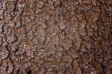 Ağaç kabuğu doku soyut. Doğal ahşap arka plan.