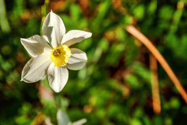 Çiçek açan nergis nergis. Çiçek yatak jonquils bulanık bokeh arka plan ile. İlham verici doğal çiçek bahar ya da yaz çiçek Bahçe veya park. Renkli çiçek açan ekoloji doğa manzara