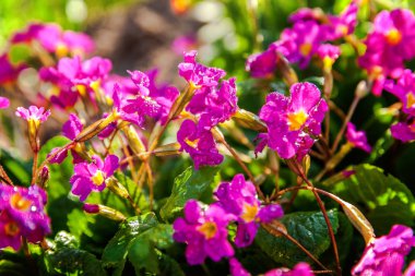 Primrose Primula with pink flowers. Inspirational natural floral spring or summer blooming garden or park under soft sunlight and blurred bokeh background. Colorful blooming ecology nature landscape clipart