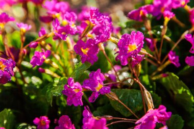 Pembe çiçekli çuha çiçeği Primula. İlham verici doğal çiçek bahar ya da yaz çiçek Bahçe veya park yumuşak güneş ışığı ve bulanık bokeh arka plan altında. Renkli çiçek açan ekoloji doğa manzara