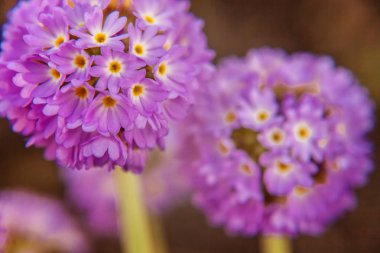 Mor çiçekli çuha çiçeği Primula. İlham verici doğal çiçek bahar ya da yaz çiçek Bahçe veya park yumuşak güneş ışığı ve bulanık bokeh arka plan altında. Renkli çiçek açan ekoloji doğa manzara