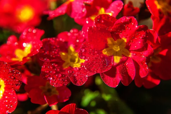 Primula Prímula Com Flores Vermelhas Primavera Floral Natural Inspiradora Verão — Fotografia de Stock