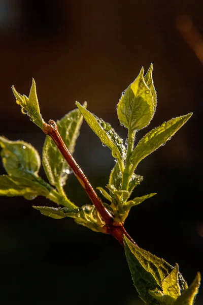 Gotas Água Chuva Folhas Verdes Brilhando Sol Primavera Floral Natural — Fotografia de Stock