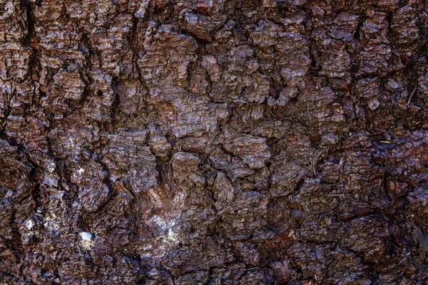 Ağaç kabuğu doku soyut. Doğal ahşap arka plan.