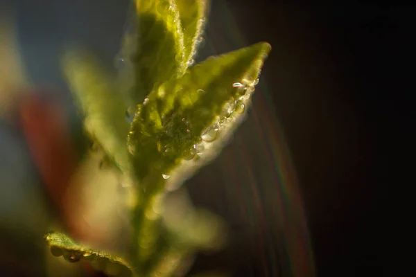 Gotas Agua Lluvia Sobre Hojas Verdes Que Brillan Bajo Sol — Foto de Stock