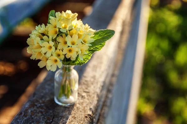 Primula Prímula Com Flores Amarelas — Fotografia de Stock