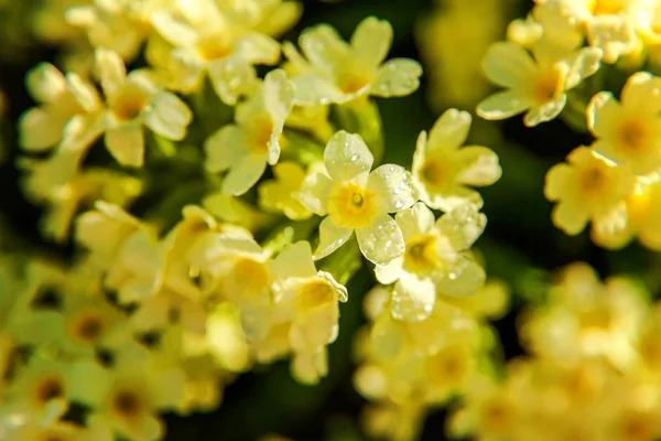 Prvosenky Primula Vulgaris Malé Rostliny Žlutými Květy Mezi Kameny Listy — Stock fotografie