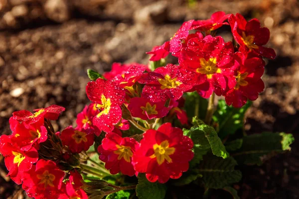 Primrose Primula Red Flowers Inspirational Natural Floral Spring Summer Blooming — Stock Photo, Image