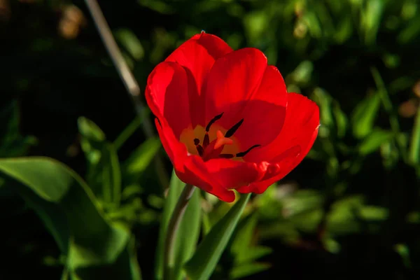 Flower red tulip start to bloom buds. Inspirational natural floral spring or summer blooming garden or park under soft sunlight and blurred bokeh background. Colorful blooming ecology nature landscape