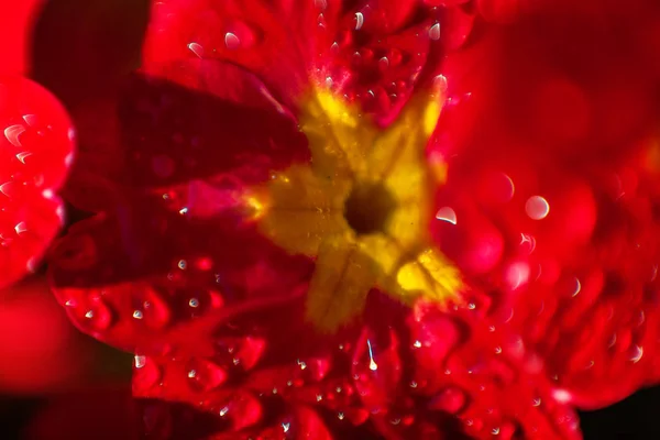 Kırmızı Çiçekli Çuha Çiçeği Primula Lham Verici Doğal Çiçek Bahar — Stok fotoğraf