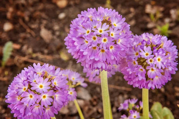 Primrose Primula Con Flores Violetas Jardín Parque Primavera Verano Floral — Foto de Stock