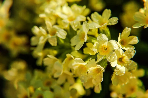 Primrose Primula Con Flores Amarillas Jardín Parque Primavera Verano Floral —  Fotos de Stock