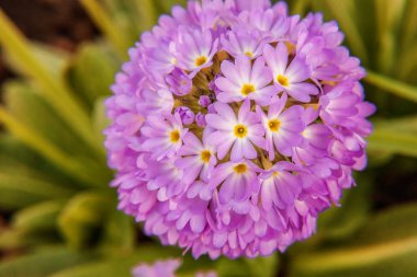 Mor çiçekli çuha çiçeği Primula. İlham verici doğal çiçek bahar ya da yaz çiçek Bahçe veya park yumuşak güneş ışığı ve bulanık bokeh arka plan altında. Renkli çiçek açan ekoloji doğa manzara