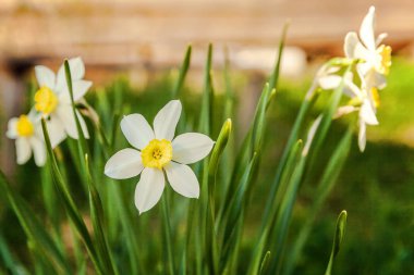Çiçek açan nergis nergis. Çiçek yatak jonquils bulanık bokeh arka plan ile. İlham verici doğal çiçek bahar ya da yaz çiçek Bahçe veya park. Renkli çiçek açan ekoloji doğa manzara