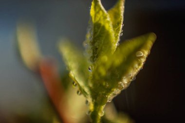 Damla yağmur suyu yeşil yaprakları güneşte parlıyor. İlham verici doğal çiçek bahar ya da yaz bahçe veya park yumuşak güneş ışığı ve bulanık bokeh arka plan altında. Ekoloji taze doğa manzara duvar kağıdı