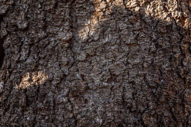 Ağaç kabuğu doku soyut. Doğal ahşap arka plan.