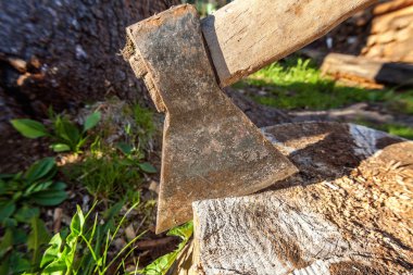 Baltayı güdük bir bıçakla bıçaklanmış. Ahşap sapı ile ax.