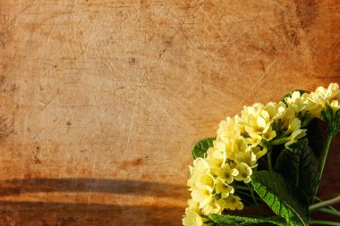 Sarı çiçekli çuha çiçeği Primula.