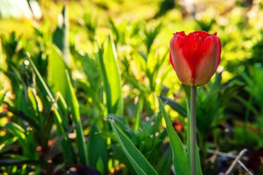 Çiçek tomurcukları için çiçek kırmızı lale Başlat. İlham verici doğal çiçek bahar ya da yaz çiçek Bahçe veya park yumuşak güneş ışığı ve bulanık bokeh arka plan altında. Renkli çiçek açan ekoloji doğa manzara