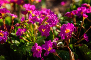 Pembe çiçekli çuha çiçeği Primula. İlham verici doğal çiçek bahar ya da yaz çiçek Bahçe veya park yumuşak güneş ışığı ve bulanık bokeh arka plan altında. Renkli çiçek açan ekoloji doğa manzara