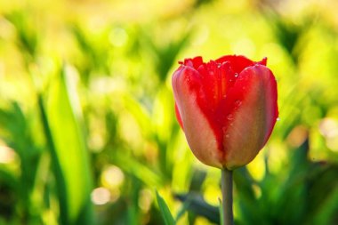 Çiçek tomurcukları için çiçek kırmızı lale Başlat. İlham verici doğal çiçek bahar ya da yaz çiçek Bahçe veya park yumuşak güneş ışığı ve bulanık bokeh arka plan altında. Renkli çiçek açan ekoloji doğa manzara