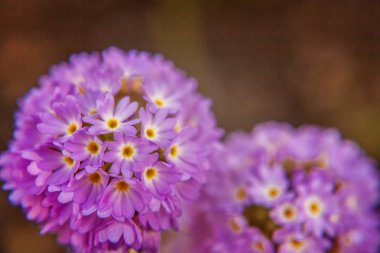 Mor çiçekli çuha çiçeği Primula. İlham verici doğal çiçek bahar ya da yaz çiçek Bahçe veya park yumuşak güneş ışığı ve bulanık bokeh arka plan altında. Renkli çiçek açan ekoloji doğa manzara